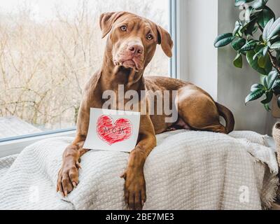 Charmanter Welpe von Schokolade Farbe. Nahaufnahme Stockfoto