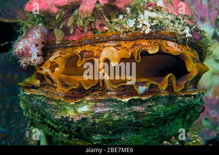 Spondylus oder Thorny Oyster shell (Spondylus variauns), Sabang Beach, Mindoro, Philippinen Stockfoto