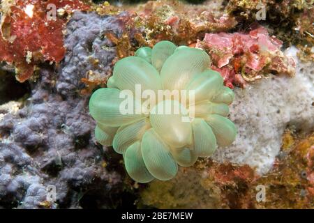 Bubble Coral, Traubenkoralle (Plerogyra sinuosa), Moalboal, Cebu, Visayas, Philippinen Stockfoto