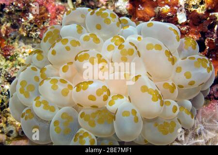 Waminoa Flachwürmer auf der Oberfläche einer Bubble Coral, Traubenkoralle (Plerogyra sinuosa), Moalboal, Cebu, Visayas, Philippinen Stockfoto