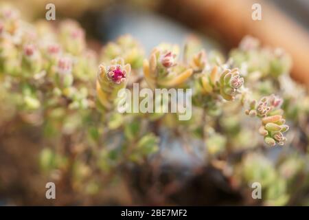 Blüte der Rosae Eispflanze, Drosanthemum hispidum, Aizoaceae. Sie sind allgemein als Taublumen oder Vygies bekannt Stockfoto