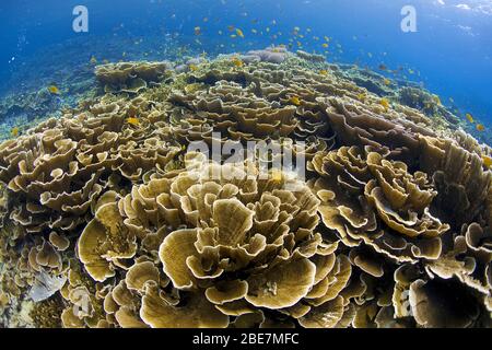 Korallenriff mit dominierenden Montipora-Korallen (Acroporidae), Mindanao, Philippinen Stockfoto