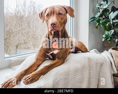 Charmanter Welpe von Schokolade Farbe. Nahaufnahme Stockfoto