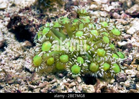 Grüner Blumentopf (Goniopora sp.), fluoresces in der Nacht, Malapascua, Cebu, Visayas, Philippinen Stockfoto