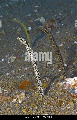 Gefleckter Gartenael (Heteroconger hassi), Salomonen Stockfoto