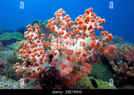 Weichkorallen (Dendronephthya sp,), Korallenriff in Dumaguete, Negros, Visayas, Philippinen Stockfoto