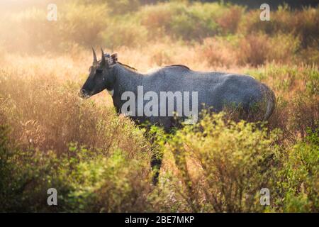 Erwachsener blauen Stier oder Nilgai zu Fuß im Wald. Ranthambore Nationalpark, Rajasthan, Indien Stockfoto