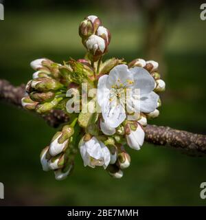 Weiße japanische Kirschblüte im Frühling Stockfoto