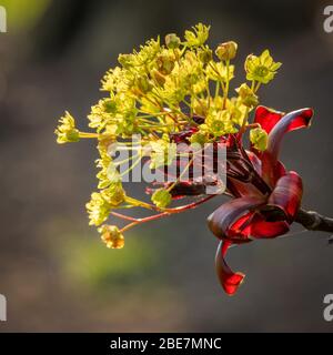 Baumblumen - Acer platanoides 'Crimson King' Stockfoto