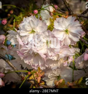 Japanische Kirschblüte (Shimidsu Sakura) Nahaufnahme Stockfoto