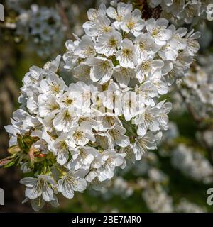 Weiße japanische Kirschblüte im Frühling Stockfoto