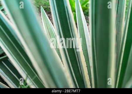 Abstrakt gestreiften natürlichen Hintergrund. Details der spanischen Dolchblätter - yucca gloriosa variegata. Stockfoto