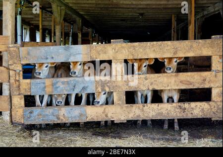 Sechs Jersey Kälber in der Scheune Stockfoto