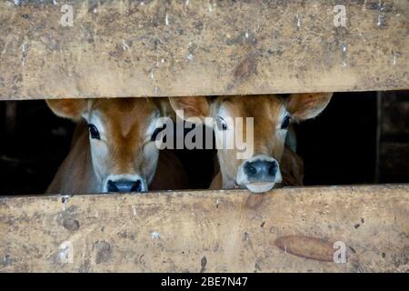 Zwei Jersey Kälber in der Scheune Stockfoto