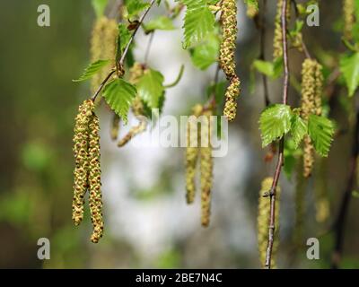 Birkenkätzchen vor einer Birke, Nahaufnahme, Pollenallergien im Frühling Stockfoto