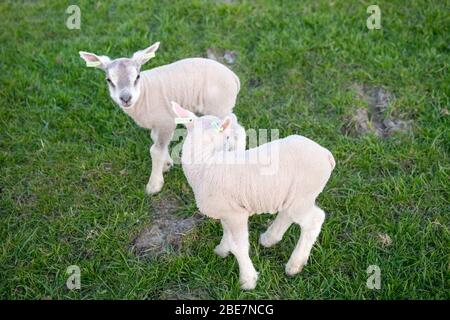 Zwei kleine Lämmer auf einer grünen Wiese Stockfoto