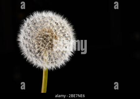 Löwenzahn Kopf isoliert auf schwarzem Hintergrund Stockfoto