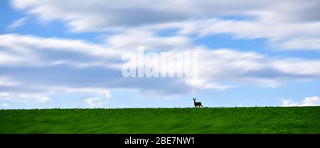 Banner, Webseite oder Cover-Vorlage von Hirschen auf grüner Wiese. Jagd Konzept Foto mit verschwommenem Hintergrund. Kopierraum und Panoramabild Stockfoto