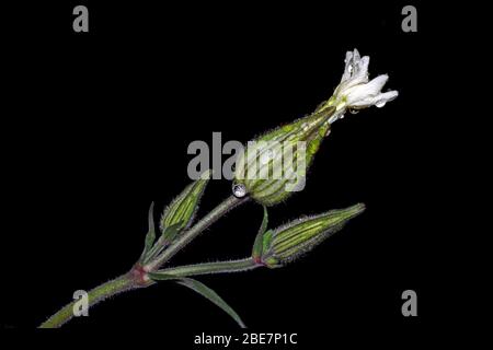 Weißer campion (silene alba) Nahaufnahme mit Tropfen Stockfoto