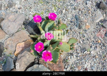 Schöne tiefviolette Blumen blühenden wilden Wüstenkaktus Stockfoto