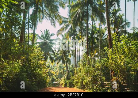 Goa, Indien. Blick Auf Die Straße, Umgeben Von Palmen Im Sonnigen Tag. Stockfoto