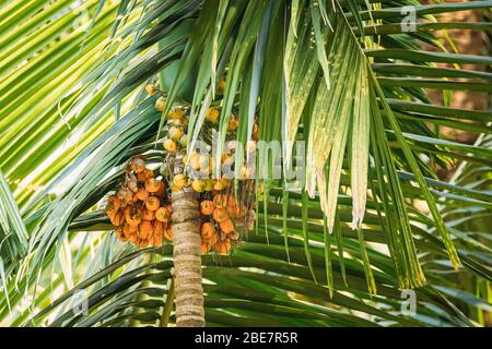 Goa, Indien. Areca Catechu Palme Mit Narkotiknussen Auf Dem Hintergrund Grüne Blätter. Stockfoto