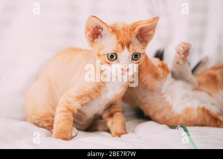 Lustige Neugierig Junge Red Ginger Devon Rex Kitten Spielen Zusammen Auf Dem Home Sofa. Kurzhaarige Katze der englischen Rasse. Stockfoto