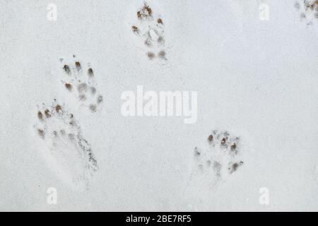 Fußabdrücke von europäischem Eichhörnchen auf dem weißen Schnee Stockfoto