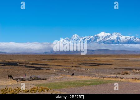 Aymaran Land mit der Cordillera Real und ihren 6.000 m hohen Gipfeln, Halbinsel Huata, Department La Paz, Bolivien, Lateinamerika Stockfoto