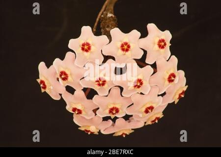 Hoya Wachsblume 3 Stockfoto