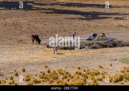 Landwirtschaft in der Region Altiplano, Halbinsel Huata, Departement La Paz, Bolivien, Lateinamerika Stockfoto