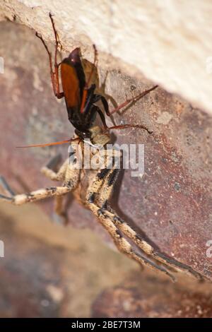 Spinnen fressende Wespe, Pompiliidae Sp. Mit ihr ist Rain Spider ( Palystes superciliosus) Beute 3 Stockfoto