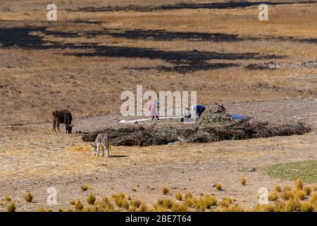 Landwirtschaft in der Region Altiplano, Halbinsel Huata, Departement La Paz, Bolivien, Lateinamerika Stockfoto