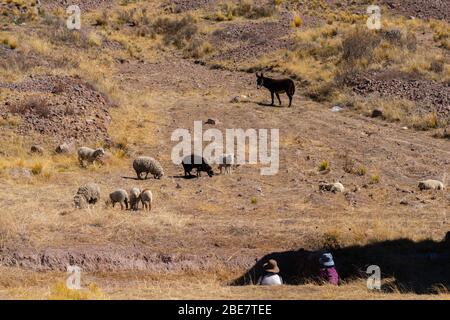 Landwirtschaft in der Region Altiplano, Halbinsel Huata, Departement La Paz, Bolivien, Lateinamerika Stockfoto