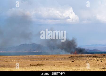 Landwirtschaft und Verlagerunganbau in der Region Altiplano, Halbinsel Huata, Departement La Paz, Bolivien, Lateinamerika Stockfoto