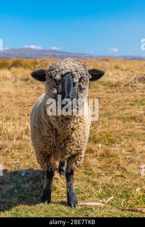Schafe stehen auf einem Feld, Halbinsel Huata, Department La Paz, Bolivien, Lateinamerika Stockfoto