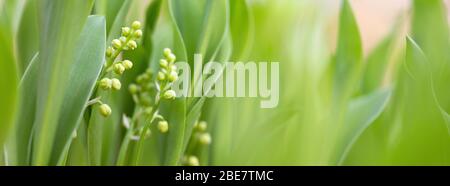 maiglöckchen blüht im Frühfrühlingswald zwischen grünen Blättern Stockfoto