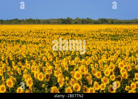 Feld der blühenden Sonnenblumen. Hintergrund für das Design auf einem landwirtschaftlichen Thema. Sonnige Landschaft in der Landschaft Stockfoto
