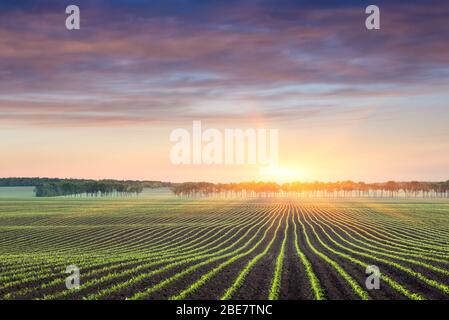 Feld mit Reihen von jungen Mais. Sonnenaufgang auf dem Land. Stockfoto