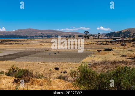 Landwirtschaft und Verlagerunganbau in der Region Altiplano, Halbinsel Huata, Departement La Paz, Bolivien, Lateinamerika Stockfoto