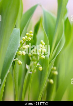 maiglöckchen blüht im Frühfrühlingswald zwischen grünen Blättern Stockfoto