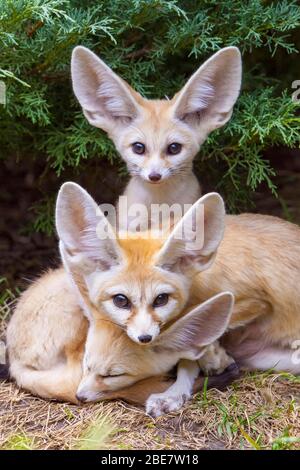 Fennec Füchse (Vulpes zerda), zwei junge Tiere, Captive, Vorkommen in Nordafrika Stockfoto