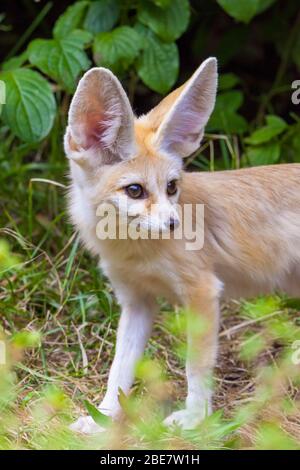 Fennec Fuchs (Vulpes zerda), junge Tier, Captive, Vorkommen in Nordafrika Stockfoto