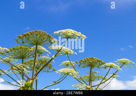 Heracleum Sosnowskyi auf blauem Himmel Hintergrund. Alle Teile von Heracleum enthalten das intensive toxische Allergen Furanocoumarin. Stockfoto