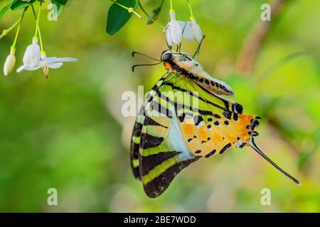 Five Bar Swordtail - Graphium Antiphate, schön gefärbte Schmetterling aus asiatischen Wiesen und Wäldern, Malaysia. Stockfoto