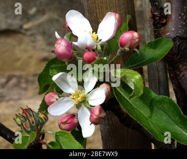 Ein Nahaufnahme von Blüten aus einem Katy Apfelbaum. Stockfoto