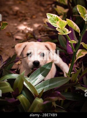 Netter Labrador Welpe, der in einem Garten spielt und genießt