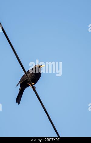 Schwarzvogel (Turdus merula), der auf einem Telefonkabel steht Stockfoto