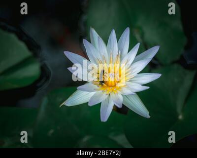 Nahaufnahme schöne weiße Lotusblume mit zwei Käfer auf dem gelben Pollen im Teich mit grünen Lotusblättern, dunkler Ton. Stockfoto