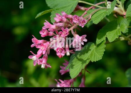 Röhrenförmige Cluster von roten rosa Blüten und Blättern des blühenden Johannisbeer Strauch Ribes sanguineum Stockfoto